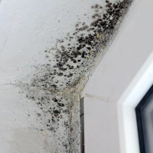 First Choice Restoration – Mold Remediation Services Image