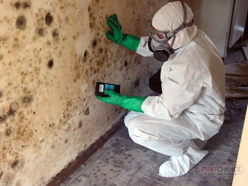 Mold Problem ? - First Choice Restoration Mold Remediation Image