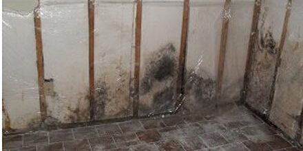 First Choice Restoration – Signs of Mold First Choice Restoration - Mold Image