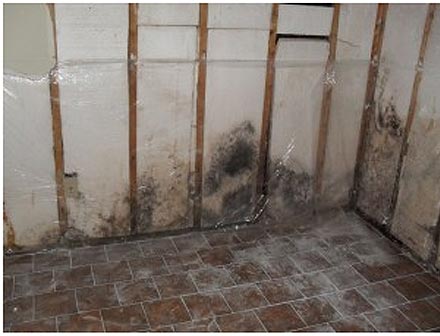First Choice Restoration – Signs of Mold First Choice Restoration - Mold Image