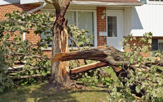wind-damage