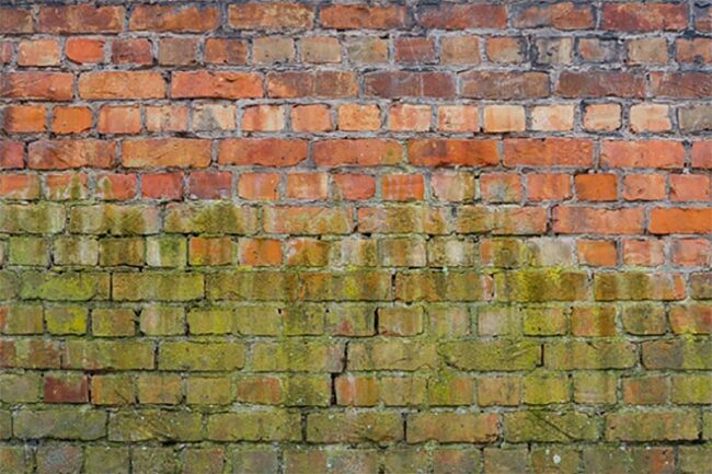 first-choice-restoration-philadelphia-pa-green-mold Green Mold on Wall