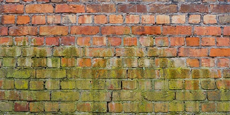 Green Mold on Wall