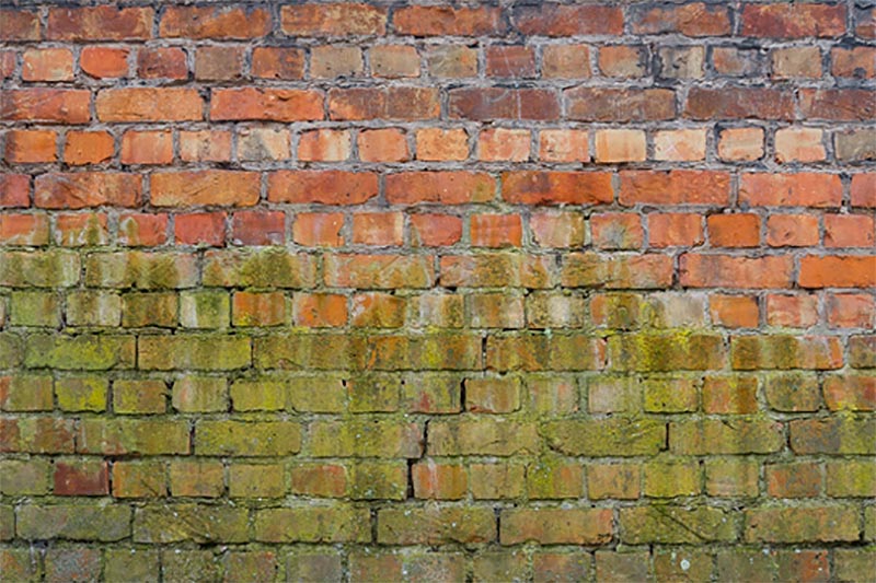 first-choice-restoration-philadelphia-pa-green-mold Green Mold on Wall