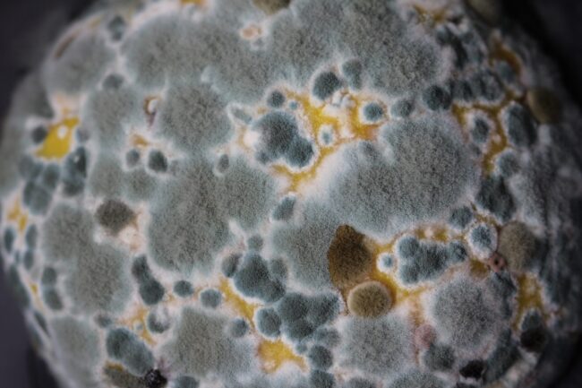 signs-of-mold