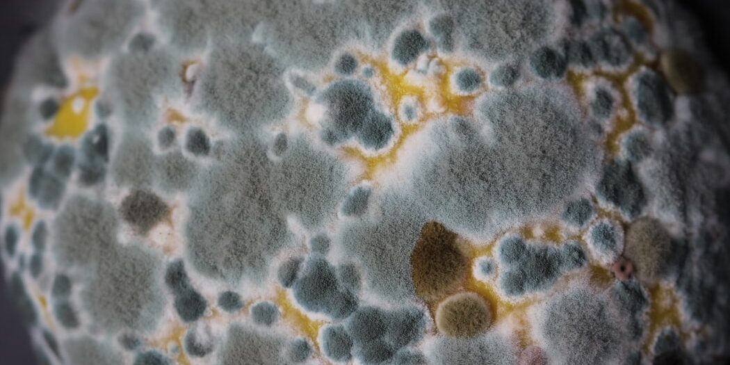 Top 10 Signs You Have a Mold Problem